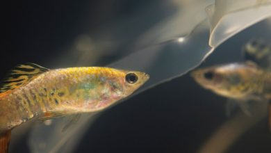 benefits of freshwater bass