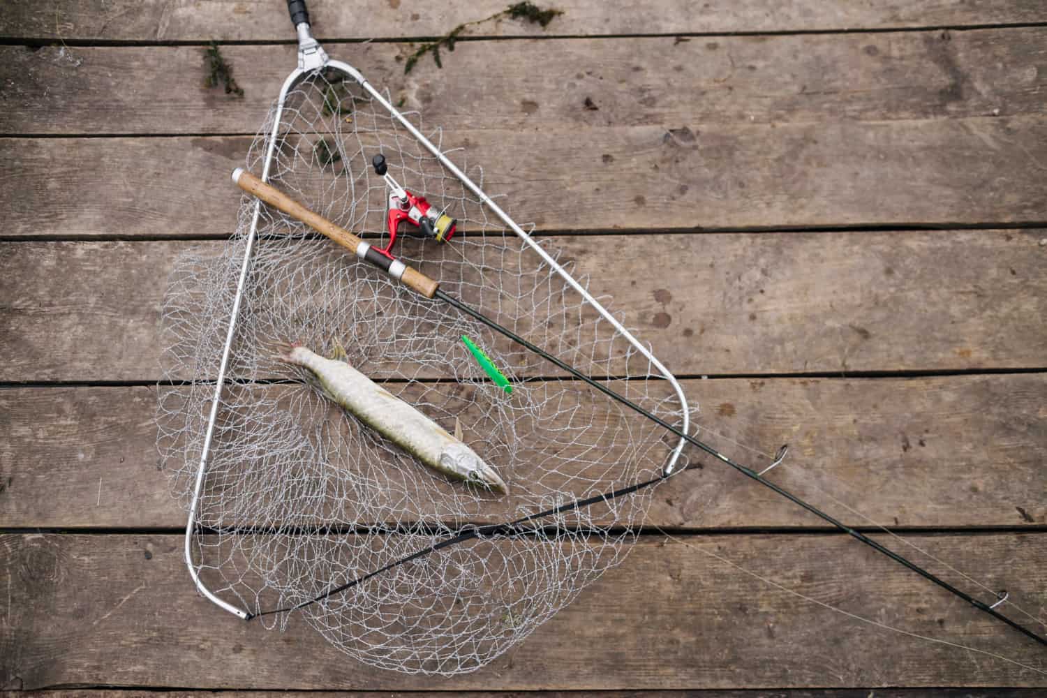 How to Make a Simple Fish Trap Fishing Chronicle