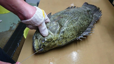 how to ikejime fish