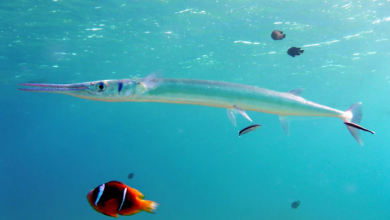 how to catch a needlefish