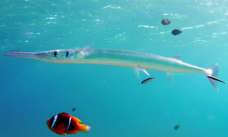 how to catch a needlefish