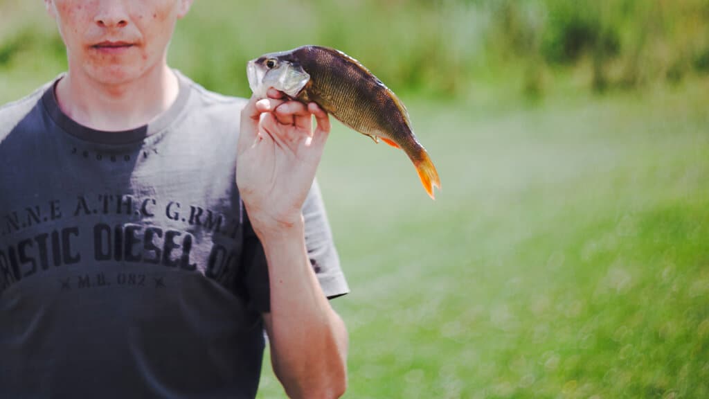 what-does-largemouth-bass-eat