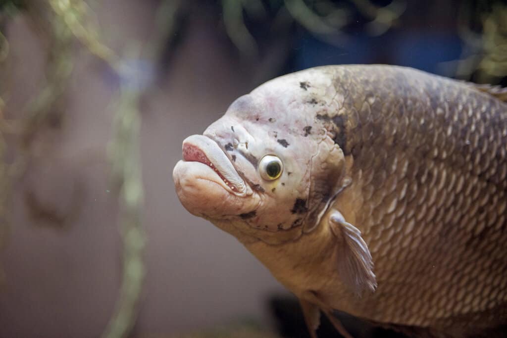 What Does Fish Poop Look Like? Fishing Chronicle