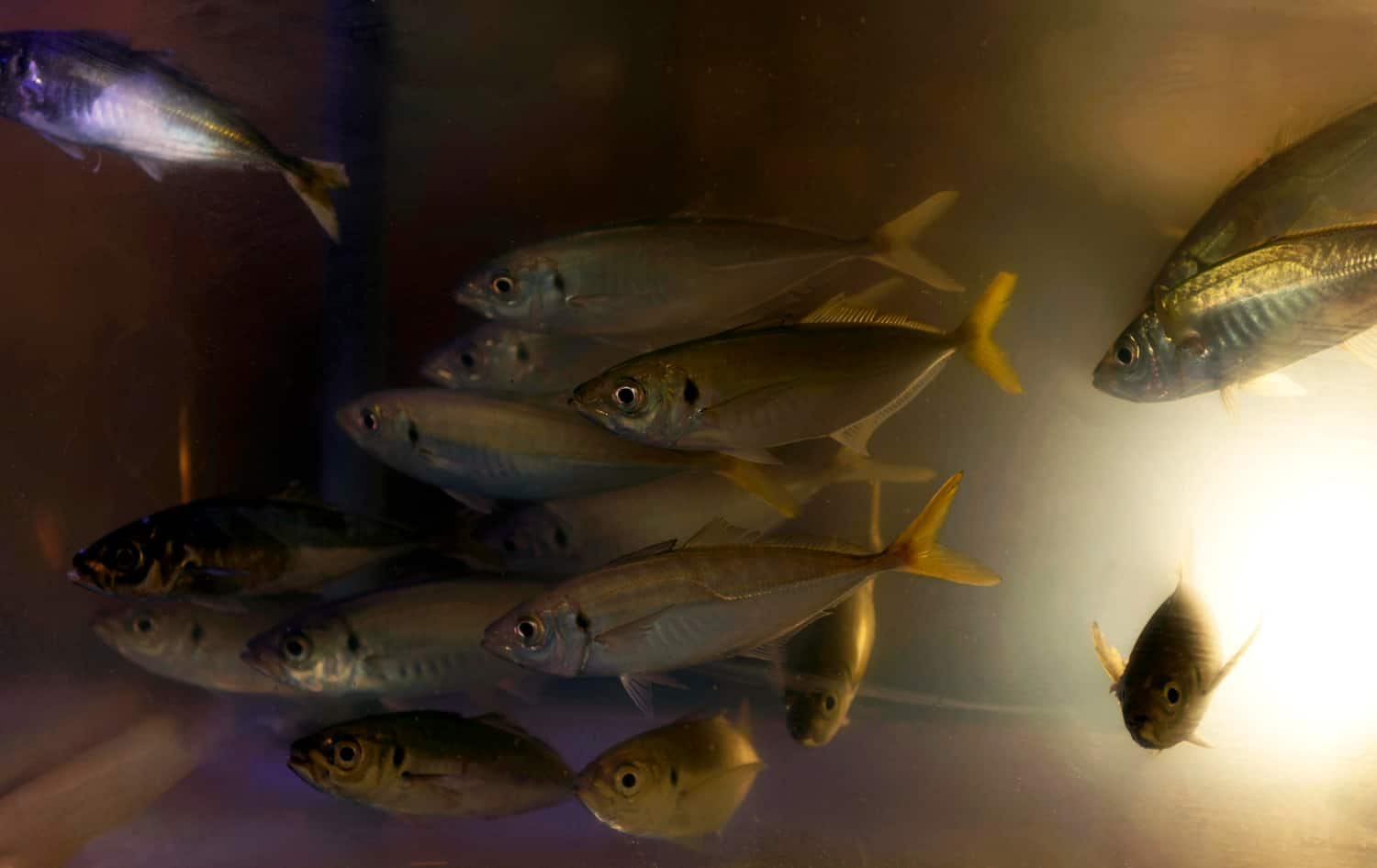 What Kind of Fish is Mahi Mahi? Fishing Chronicle