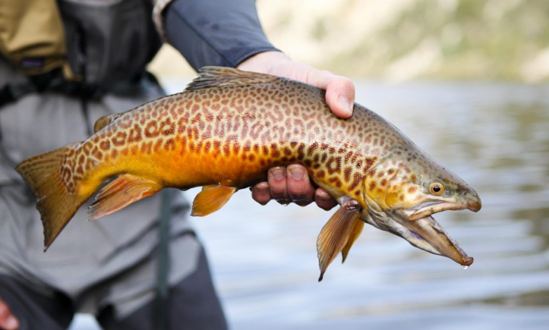tiger trout