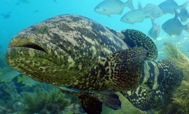types of grouper