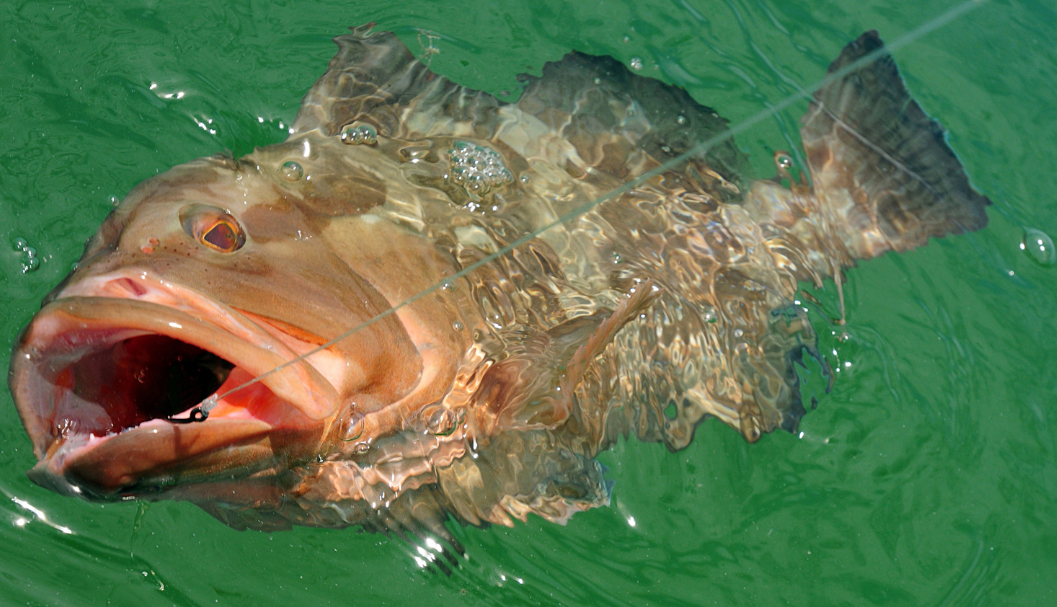 What Does Grouper Taste Like? Fishing Chronicle