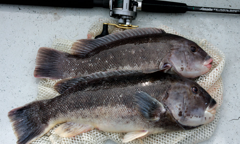 how to fish for tautog