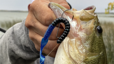how to fish a texas rig